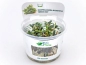 Preview: Mini Nadelblatt - Bucephalandra micrantha 'Needle Leaf' in vitro